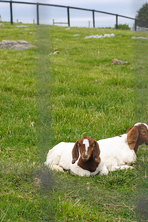 Strawberry Picking | on TheCakeBlog.com