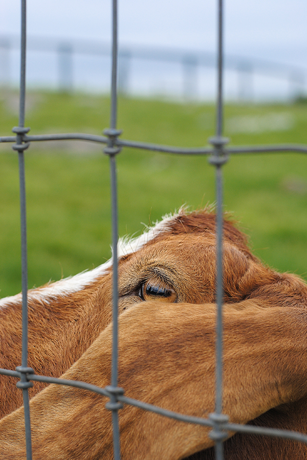 Strawberry Picking | on TheCakeBlog.com