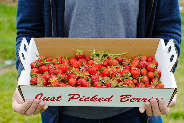 Strawberry Picking | on TheCakeBlog.com